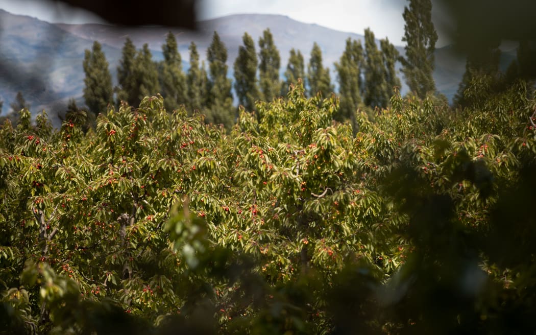 Cherry trees in Central Otago