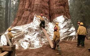 Wildland firefighters wrap giant sequoias in the Sequoia National Park to try and protect them from wildfires.