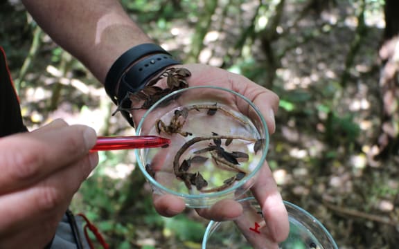 A close-up of a person's hands holding a Petri dish with brown dried leaves and twiggy looking roots in it. The person is using a red pen to point to a seedling.