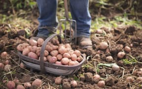 Farmer with basket of organic potatoes.