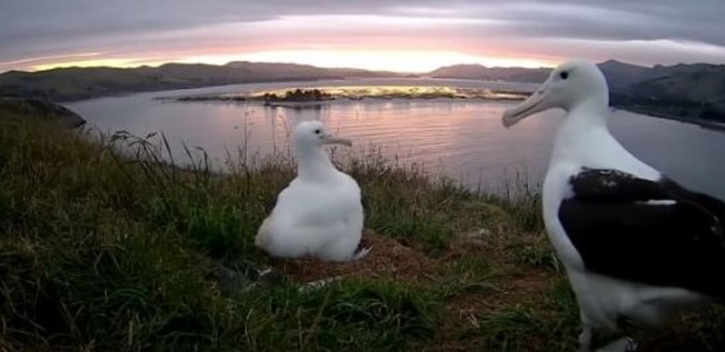 Chick and adult albatross at sunset.