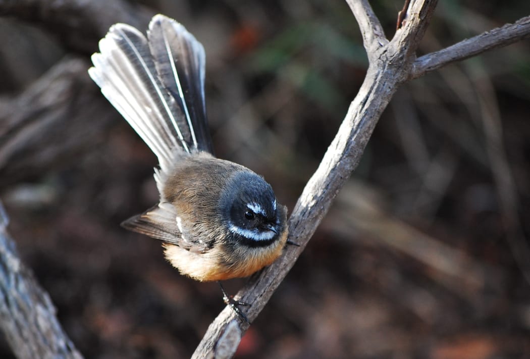 Piwakawaka or fantail are common in gardens around New Zealand.