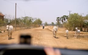 Cows on the road