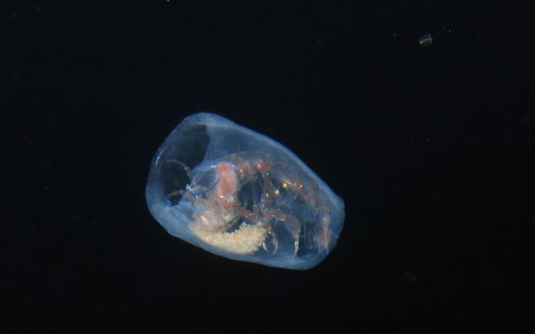 Barrel shrimp