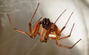 Researchers are investigating "hotspots" of a venomous spider throughout the country this summer.