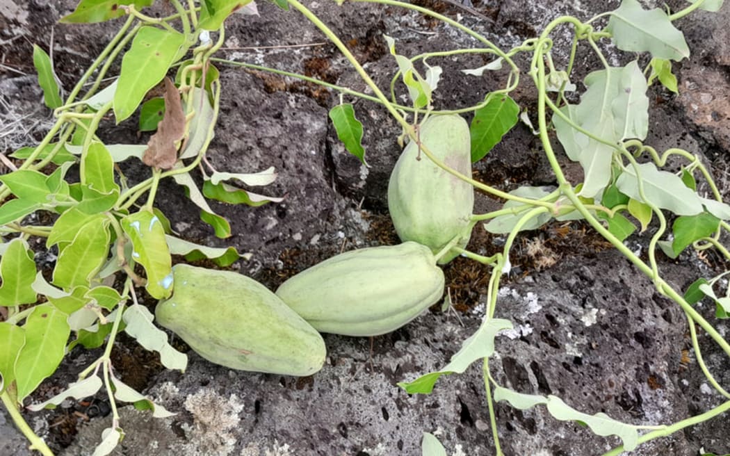 A moth plant showing the vine’s distinctive seed pods.