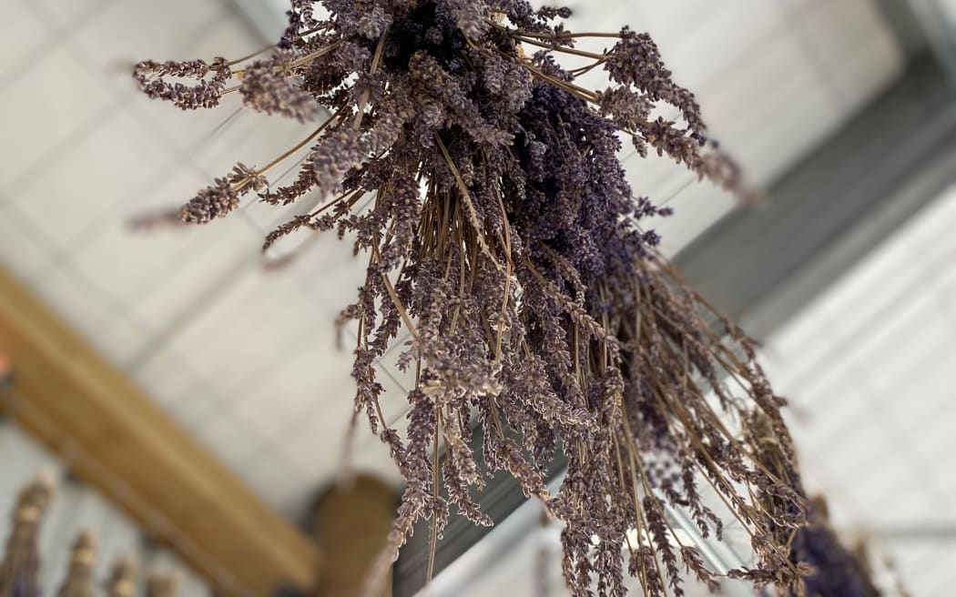Dried lavender hangs from the roof of the "best-smelling" man shed.