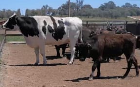 Knickers definitely stands out from the herd.