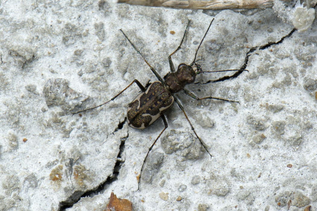 Common Tiger Beetle