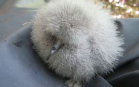 Petrel chick.
