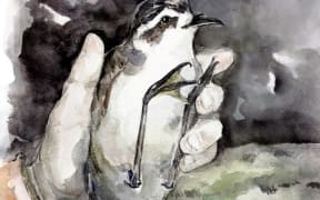 The white faced storm petrel