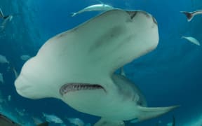 Great Hammerhead swims above, Bimini.