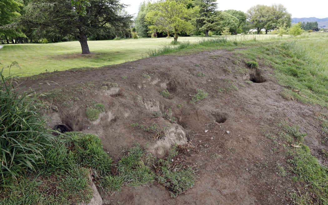 Damage to stopbanks on the Taylor River due to rabbit burrows. SUPPLIED: MARLBOROUGH EXPRESS - SINGLE USE ONLY