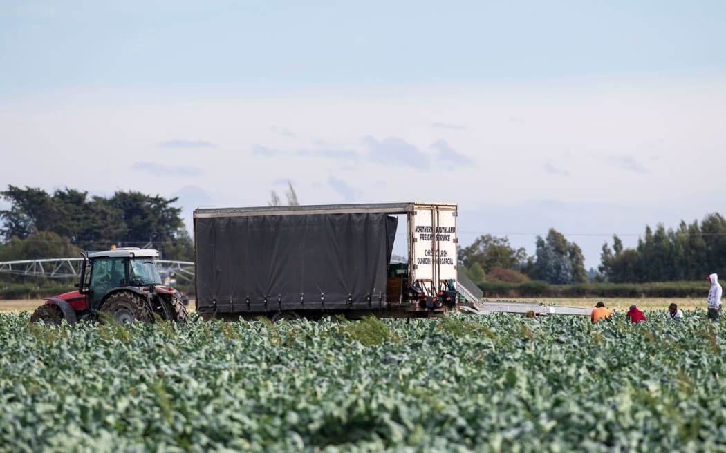 Picking veges