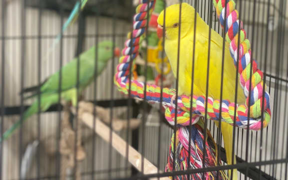 Indian ring-necked parakeets at Butterfly House