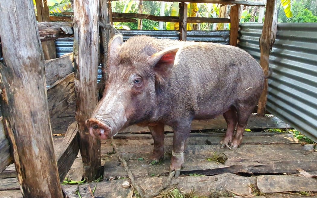 A tethered pig in PNG.
