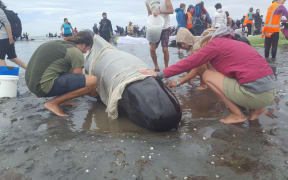 Whales stranded