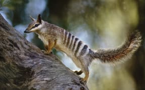 A Numbat, in Western Australia.