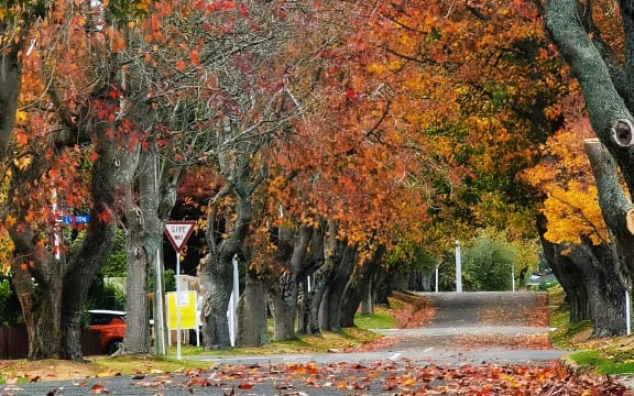 Rotorua - Autumn foliage, North Island, New Zealand.