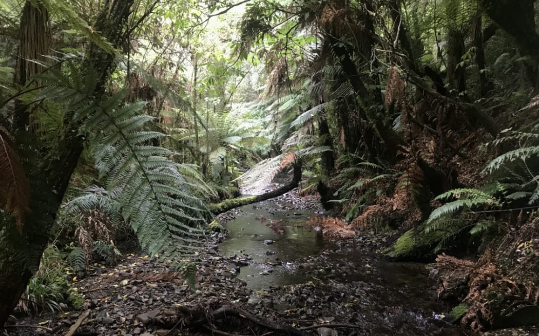 Karapoti track, in the Akatarawa Forest Park.