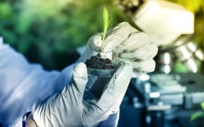 Close up of biologist holding small plant with root above petri dish with soil.