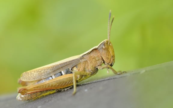 locust