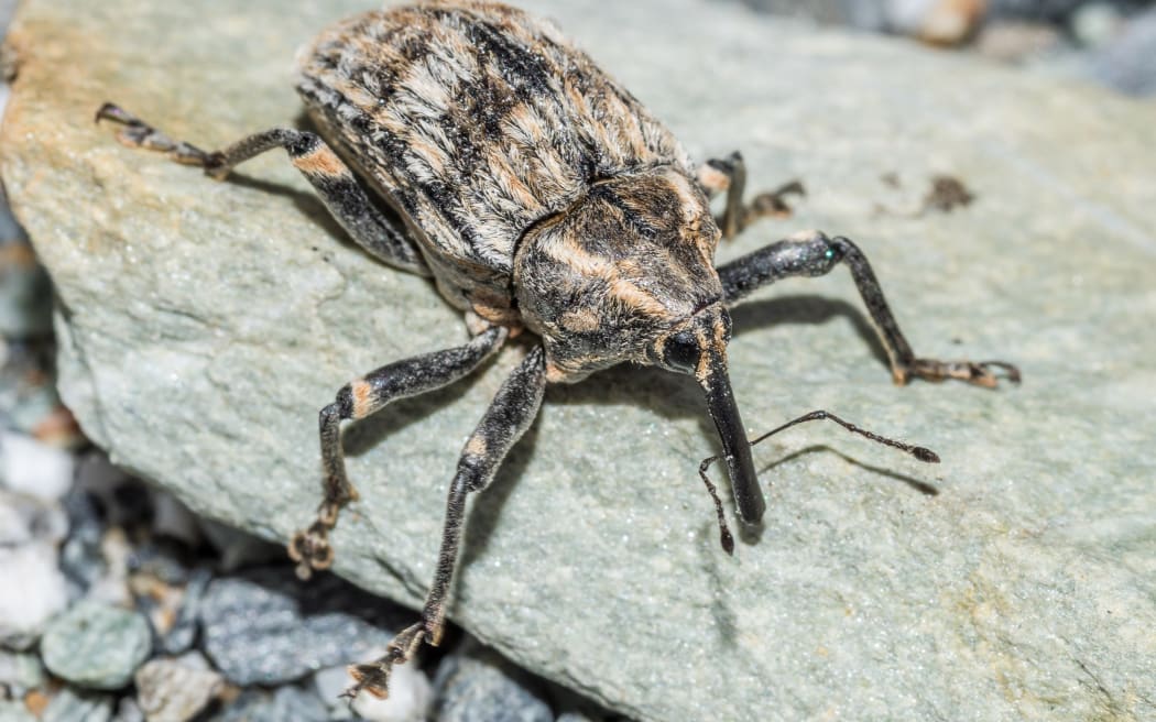 Elephant Weevil