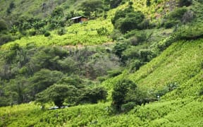 View of a coca field on a hillside in a rural area of Policarpa, department of Narino, Colombia, on 15 January, 2017.