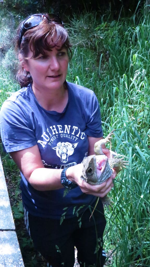 Nicky Nelson handles a large tuatara.