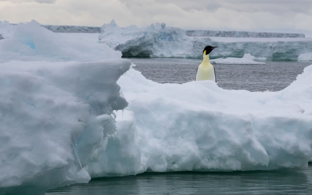 البطريق الإمبراطور (Aptenodytes forsteri) على نهر جليدي، الجرف الجليدي Larsen C، بحر Weddell، القارة القطبية الجنوبية.  سيرجيو بيتاميتز / Biosfoto / Biosfoto عبر وكالة فرانس برس