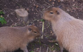 Capybara eating silverbeet.