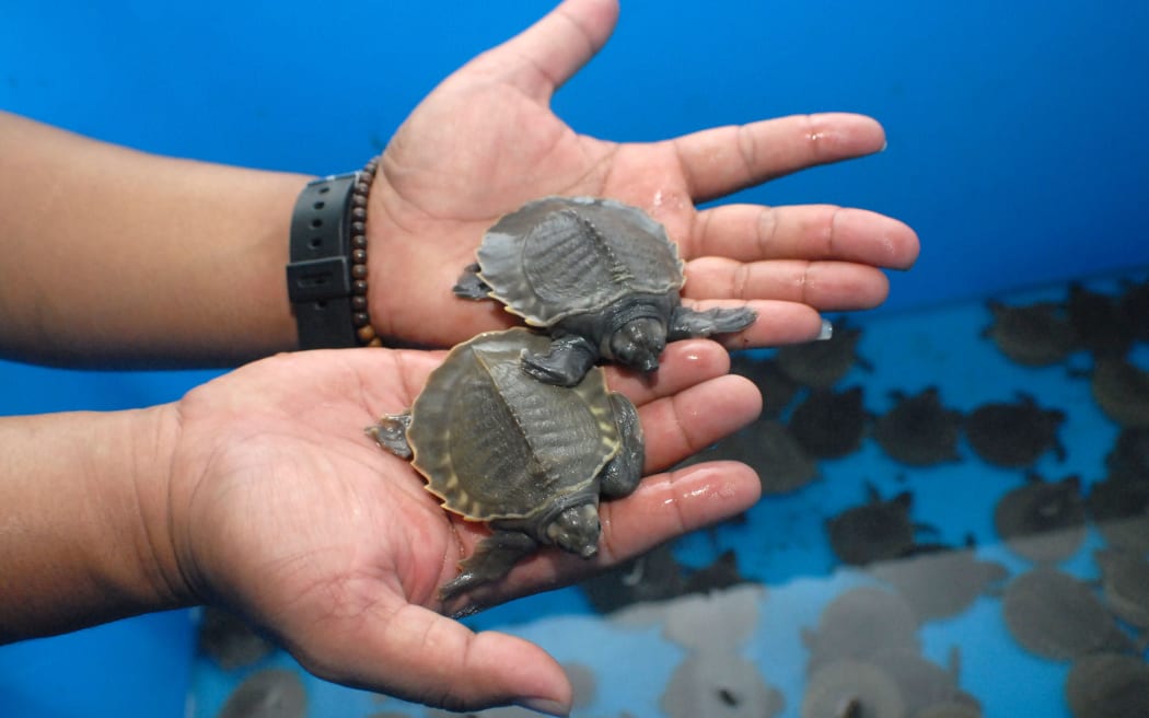 Endangered baby pig-nosed turtles
