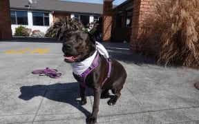 Cleo loves visiting Radius Hampton Court in Taradale, but the future of her visits is in doubt after moves by St John to cancel its dog therapy programme.