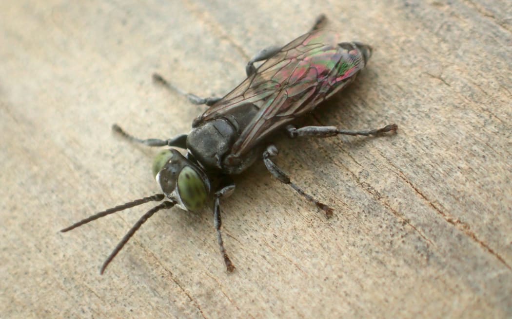Black cockroach hutner wasp
