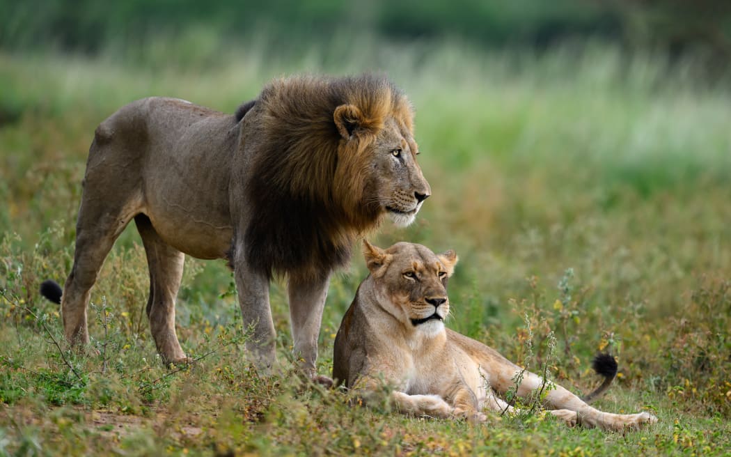 Lion with mate, South Africa, Africa.
