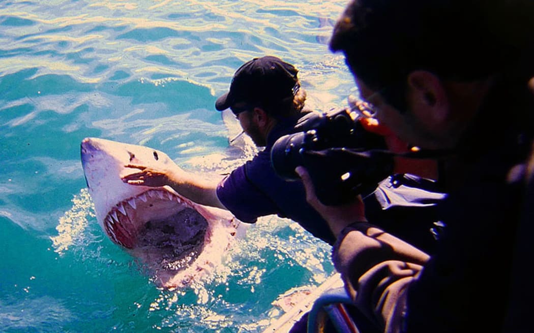 White shark wrangling at Gansbaai, South Africa, 2001