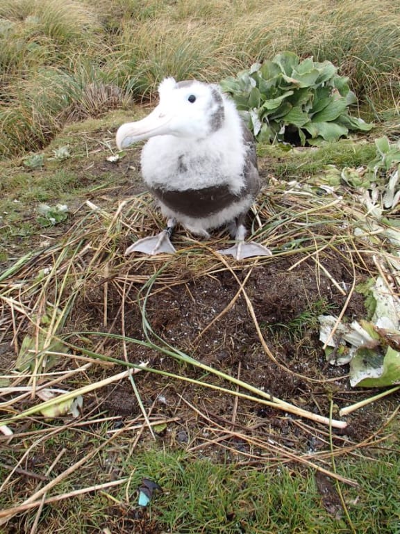 A Gibson's wandering albatross chick, on Adams Island in the Auckland Islands group - there is a piece of bright green plastic lying in the foreground amongst the regurgitated squid beaks