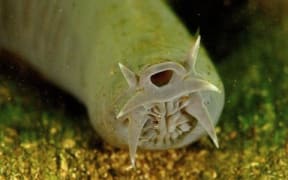 The Hagfish