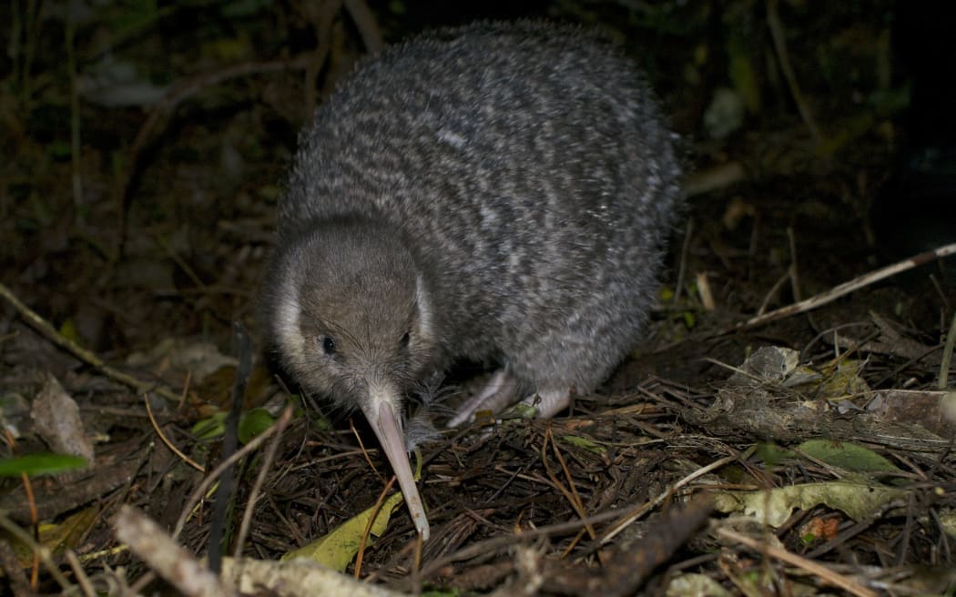 Little Spotted Kiwi