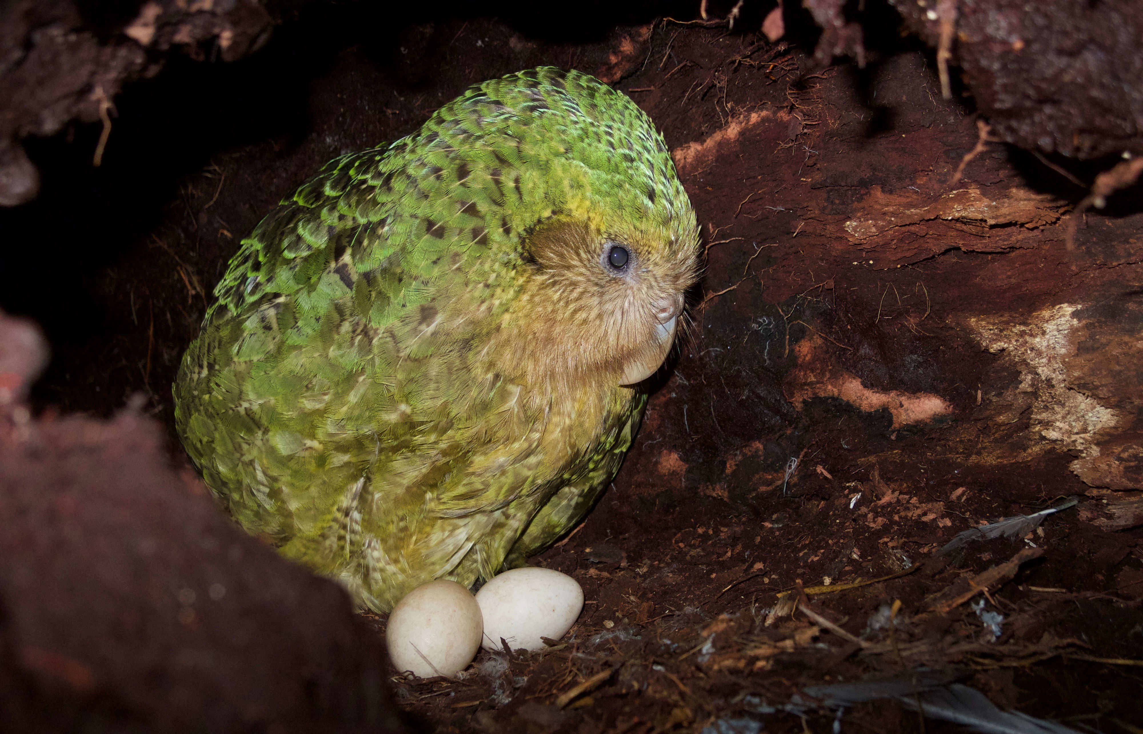 The kākāpō Weheruatanga-o-te-Po nesting in 2019. Kākāpō are predicted to breed again in 2022.