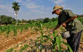 A farmer fertilizes his crops in Jiguani, Granma Province, Cuba on September 22, 2018.