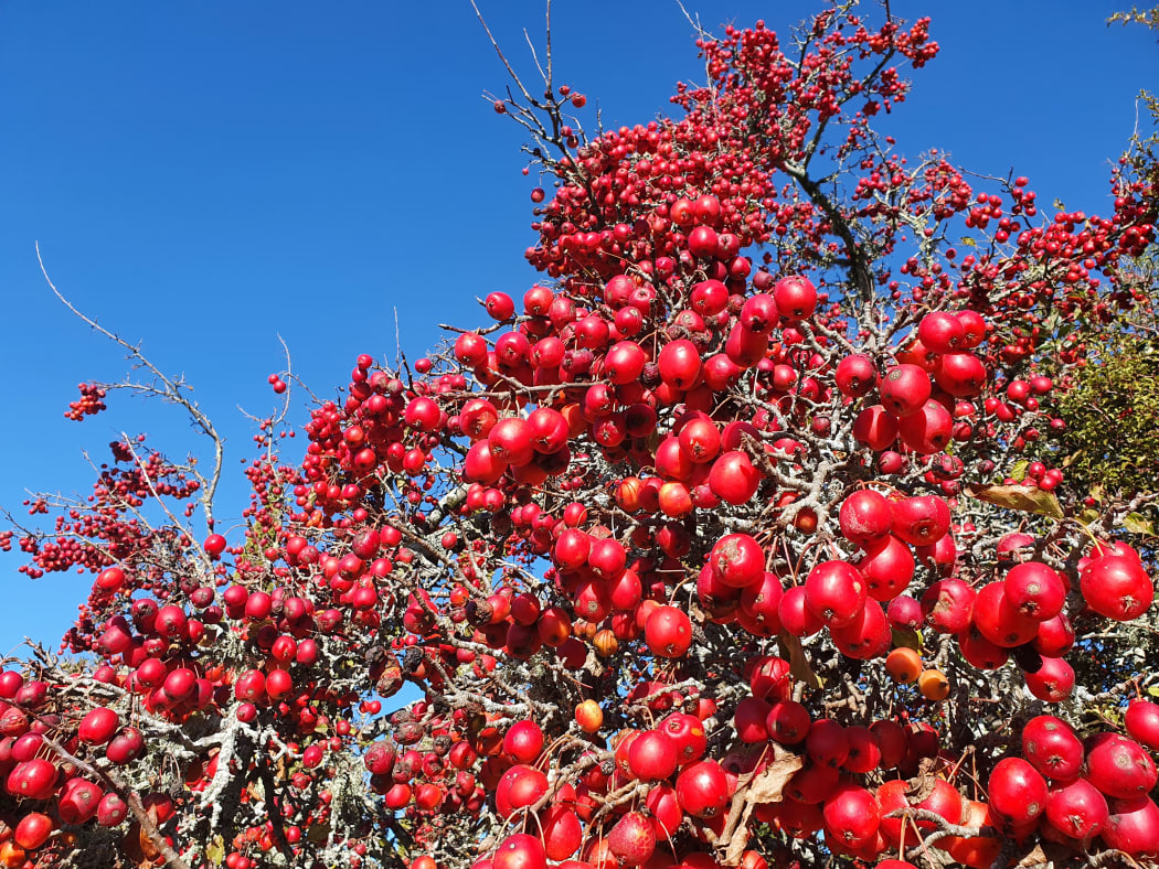 A crabapple tree ripe for the picking