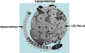 Diagram of lipoprotein
