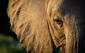 African bush elephant.