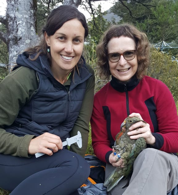 Kea Conservation Trust ecologist and community engagement co-ordinator Laura Young (left) with Our Changing World producer Alison Ballance after banding a young kea, named Harikoa or happiness.
