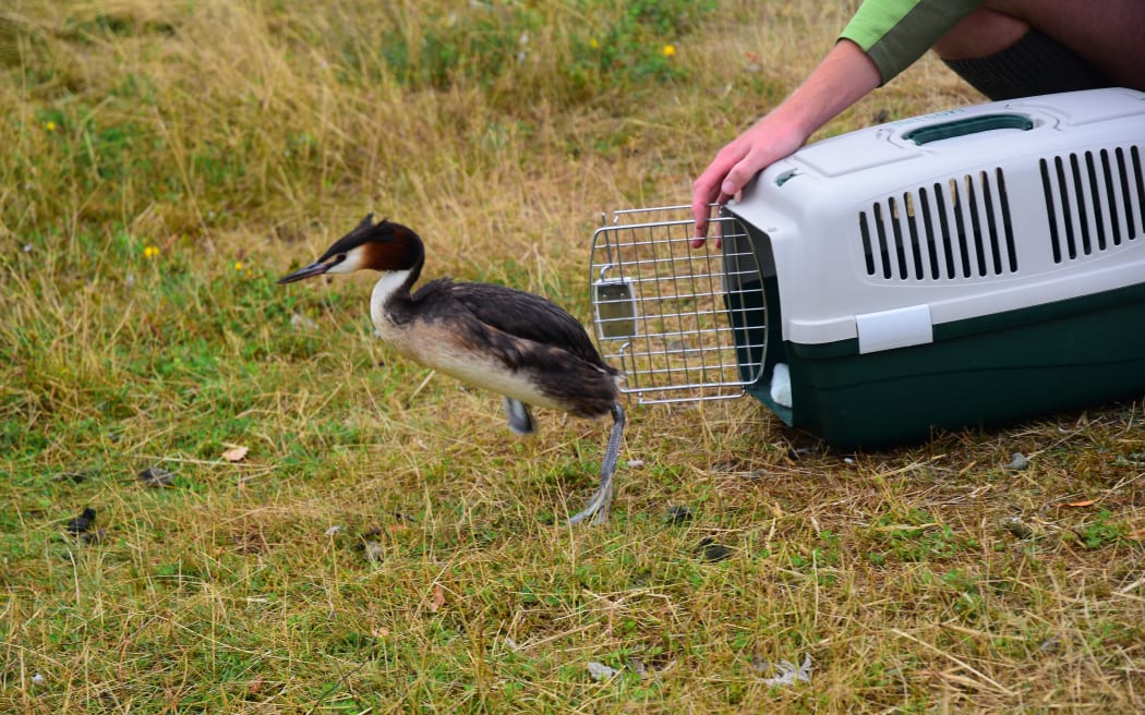 The pūteketeke/Australasian crested grebe is released back into the wild near Lake Ruataniwha in Canterbury, following surgery to remove a fishhook from her stomach in December 2023.
