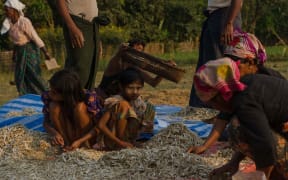 Rohingya residents drying fish on a farm in Shan Taung village on the outskirts of Mrauk U township in Rakhine State close to the Bangladesh border.