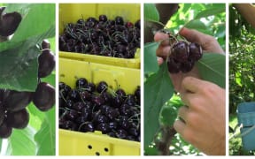 Cherry montage