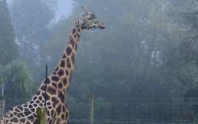 Dume, a 19-year-old giraffe at Hamilton Zoo.