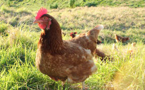 Chicken